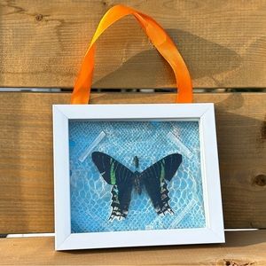 Taxidermy “Green Trees” Green-Banded Urania moth